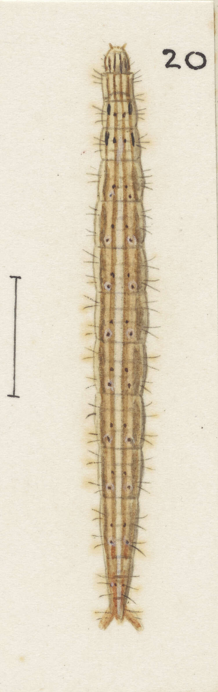 Image of Protosynaema steropucha Meyrick 1886