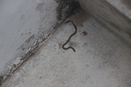 Image of woodland blue worm