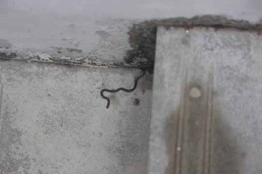 Image of woodland blue worm