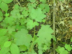 Image of Red Currant