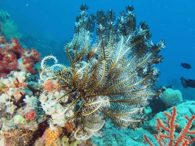 Image of Noble Feather Star