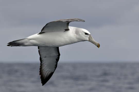 Image de Albatros à cape blanche