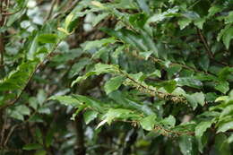 Plancia ëd Ardisia