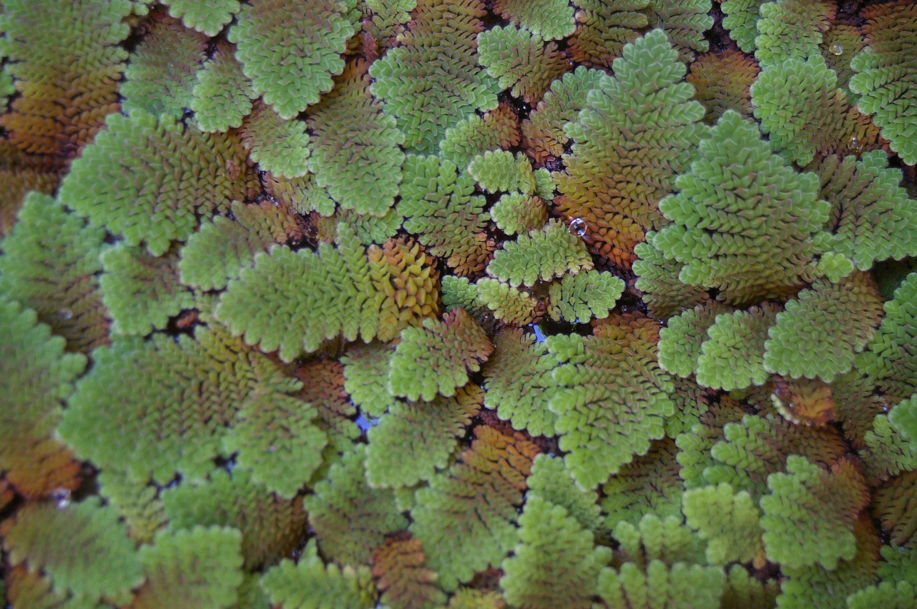 Image of Mosquito fern