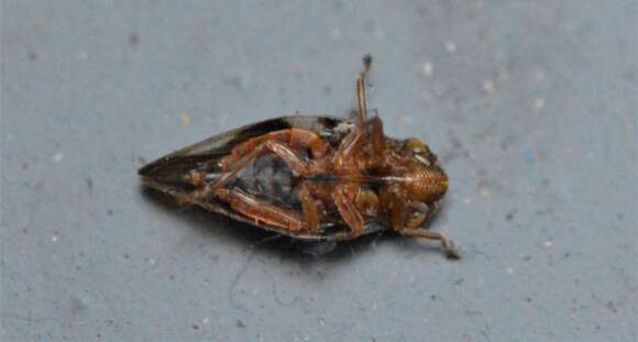 Image of European Alder Spittlebug