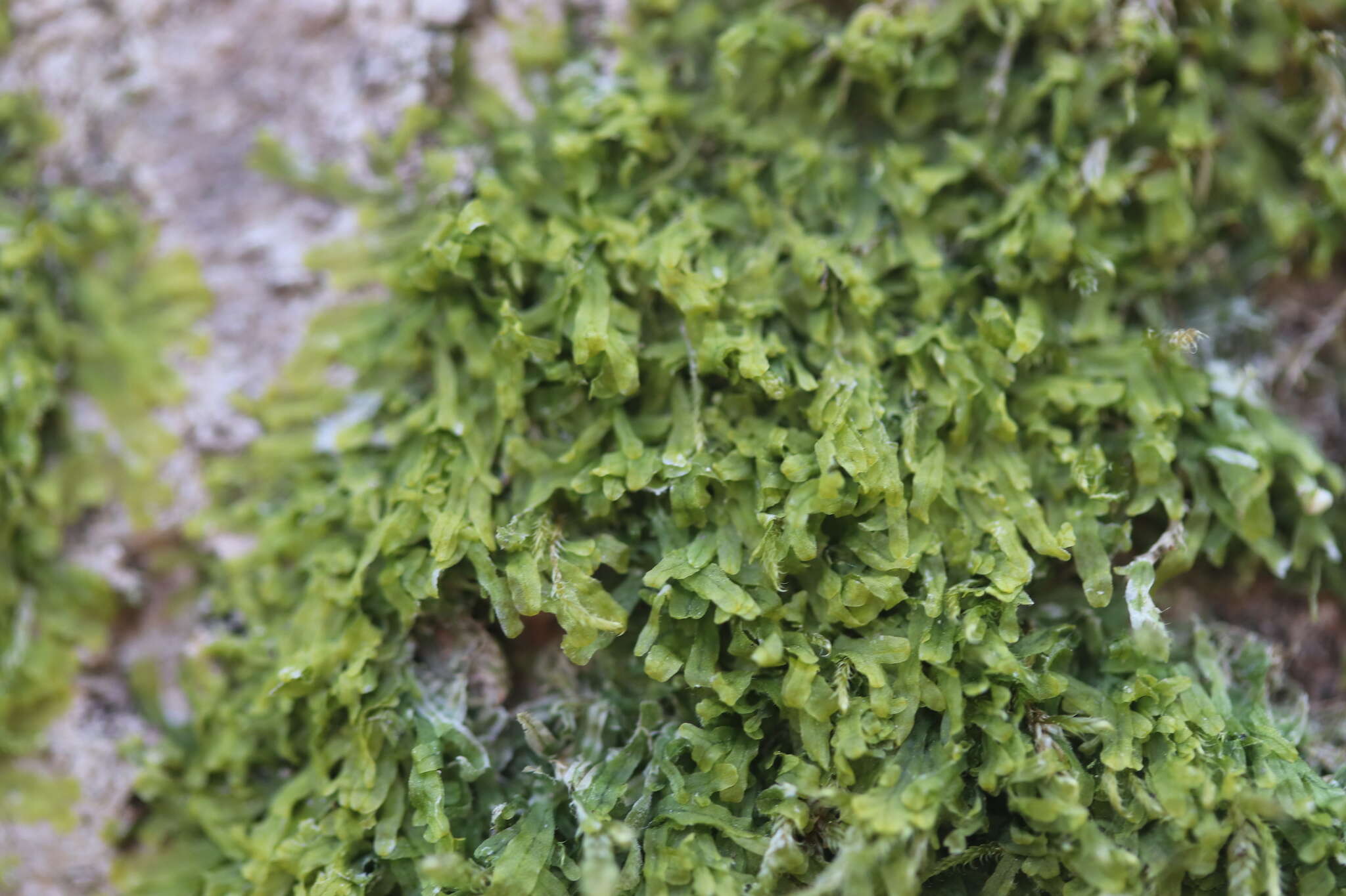 Image of Metzgeria furcata (L.) Corda