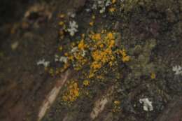 صورة Candelariella efflorescens R. C. Harris & W. R. Buck