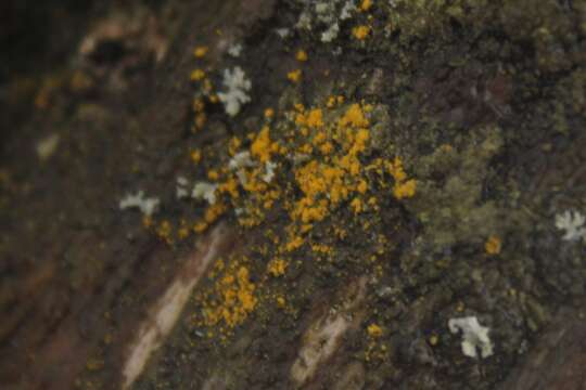 Image of eggyolk lichen