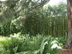 Image of running giant bamboo