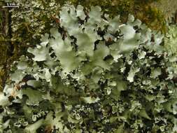 Image of Powder-edged ruffle lichen