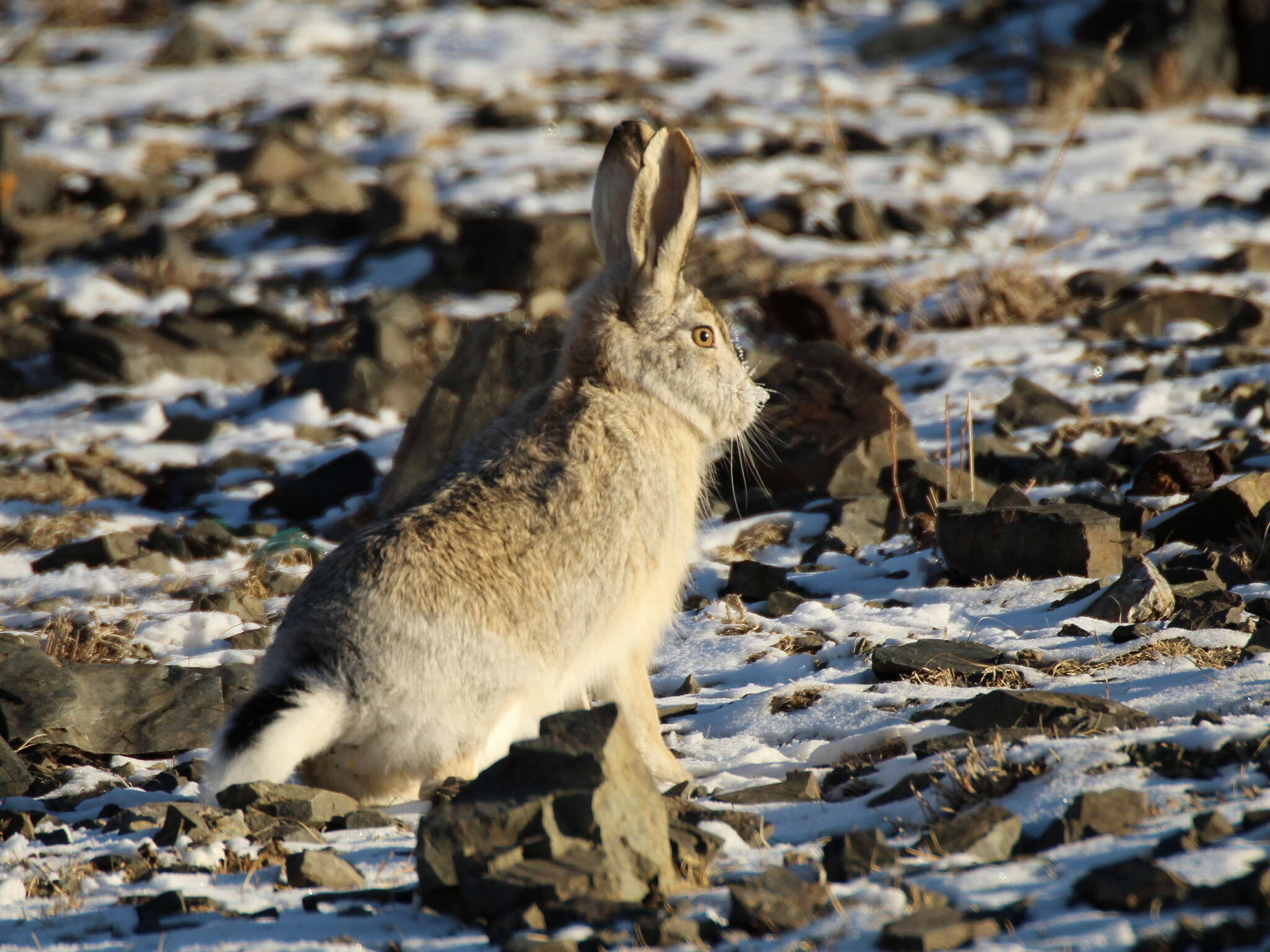 Image of Tolai Hare