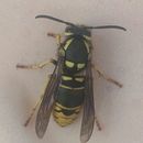 Image of <i>Vespula vidua</i>