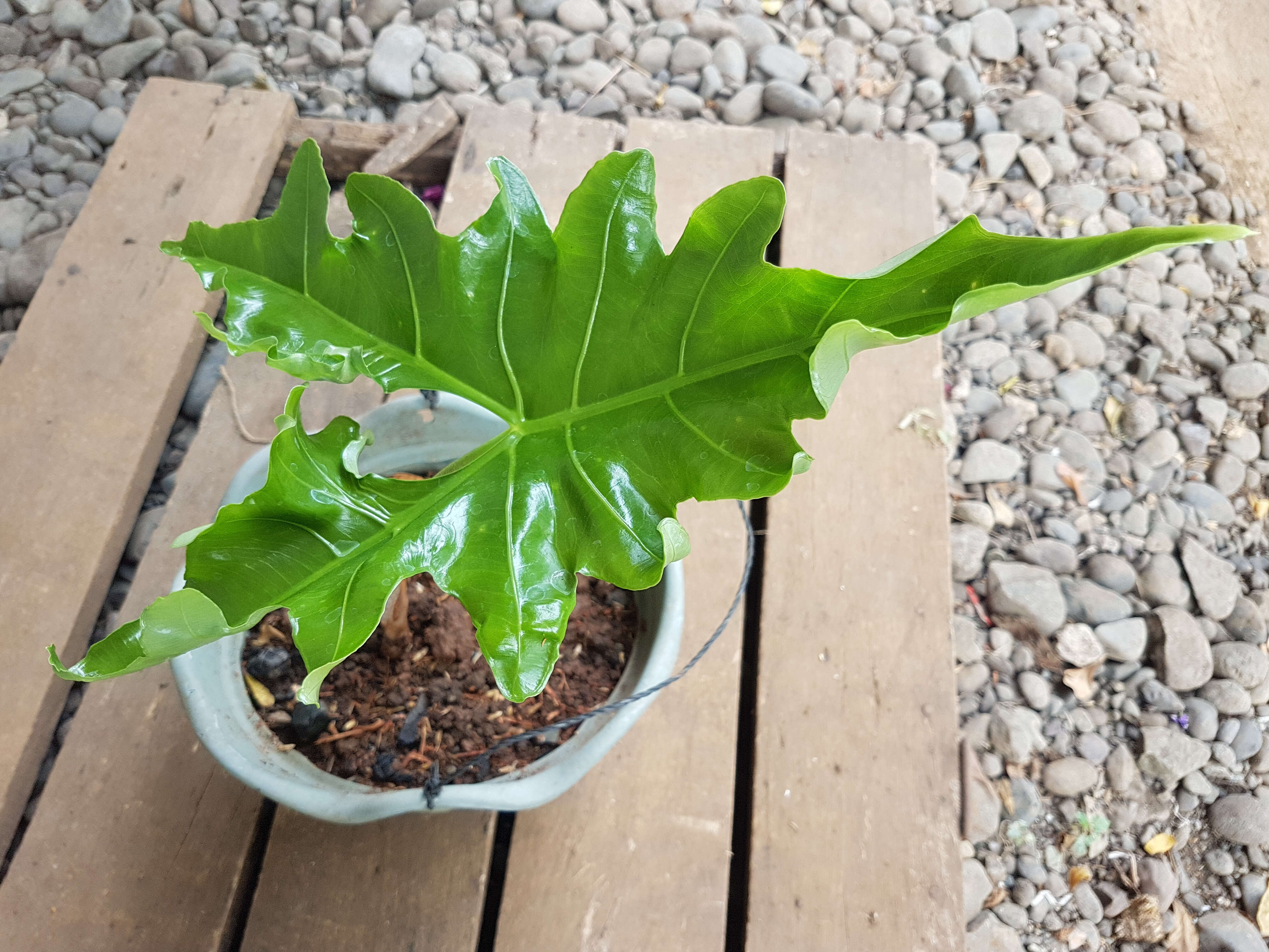 Image of Alocasia nycteris Medecilo, G. C. Yao & Madulid