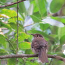 Image of Cuban Solitaire