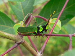 Image of Taphronota (Taphronota) ferruginea (Fabricius 1781)