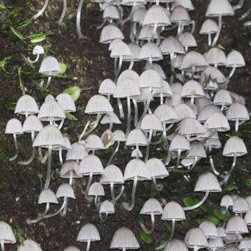 Image of Trooping Inkcaps