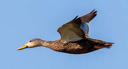 Image of Florida duck