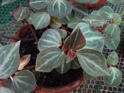 Image of Peperomia marmorata Hook. fil.