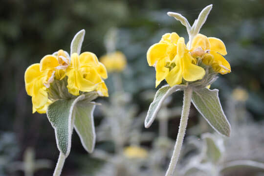 Image of shrubby Jerusalem sage