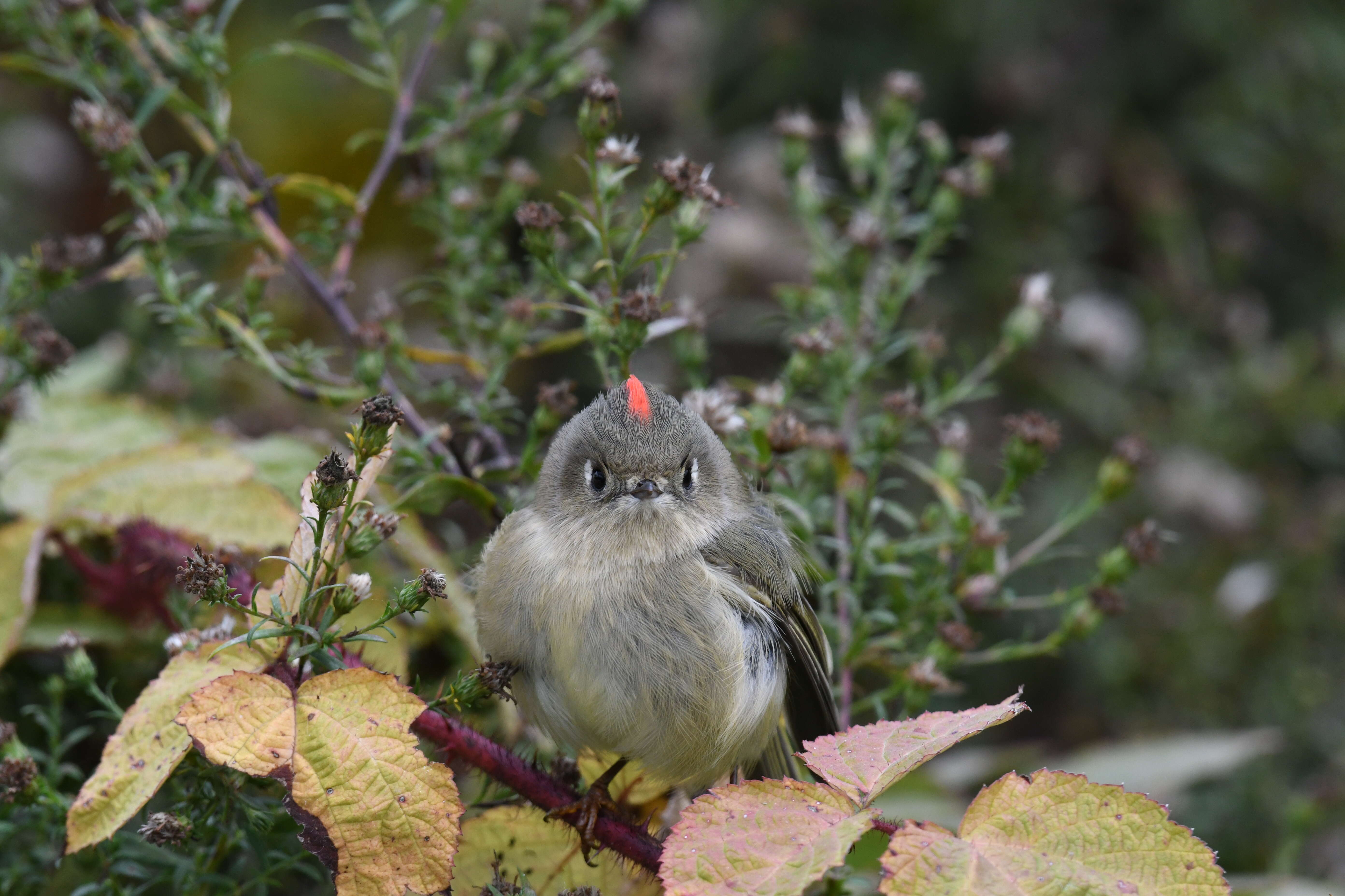 Image of Golden-crowned Kinglet