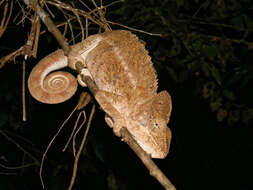 Image of Malagasy Giant Chameleon