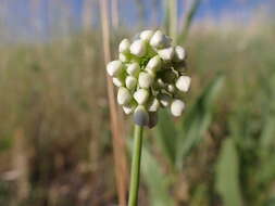 Image of Lady's leek