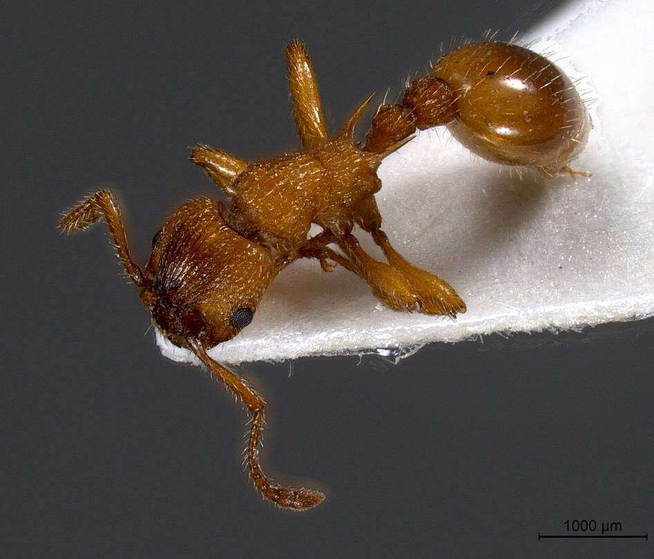 Image of Myrmica