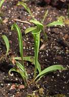 Image of Green Pitcherplant