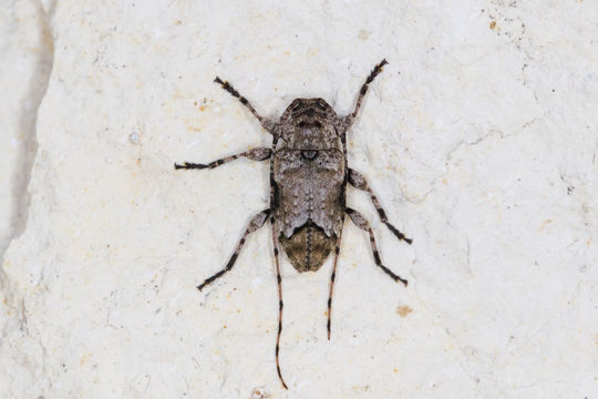 Image of <i>Sternidius mimeticus</i> (Casey 1891)