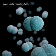 Imagem de Neisseria meningitidis