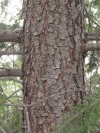 Image of <i>Pseudotsuga menziesii glauca</i>