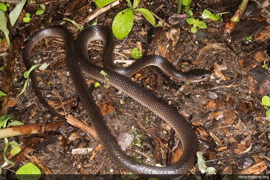 Image of Slatey-grey Snake