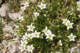 Image of Sabulina verna subsp. verna