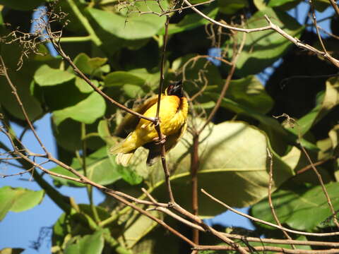 Image of Village Weaver