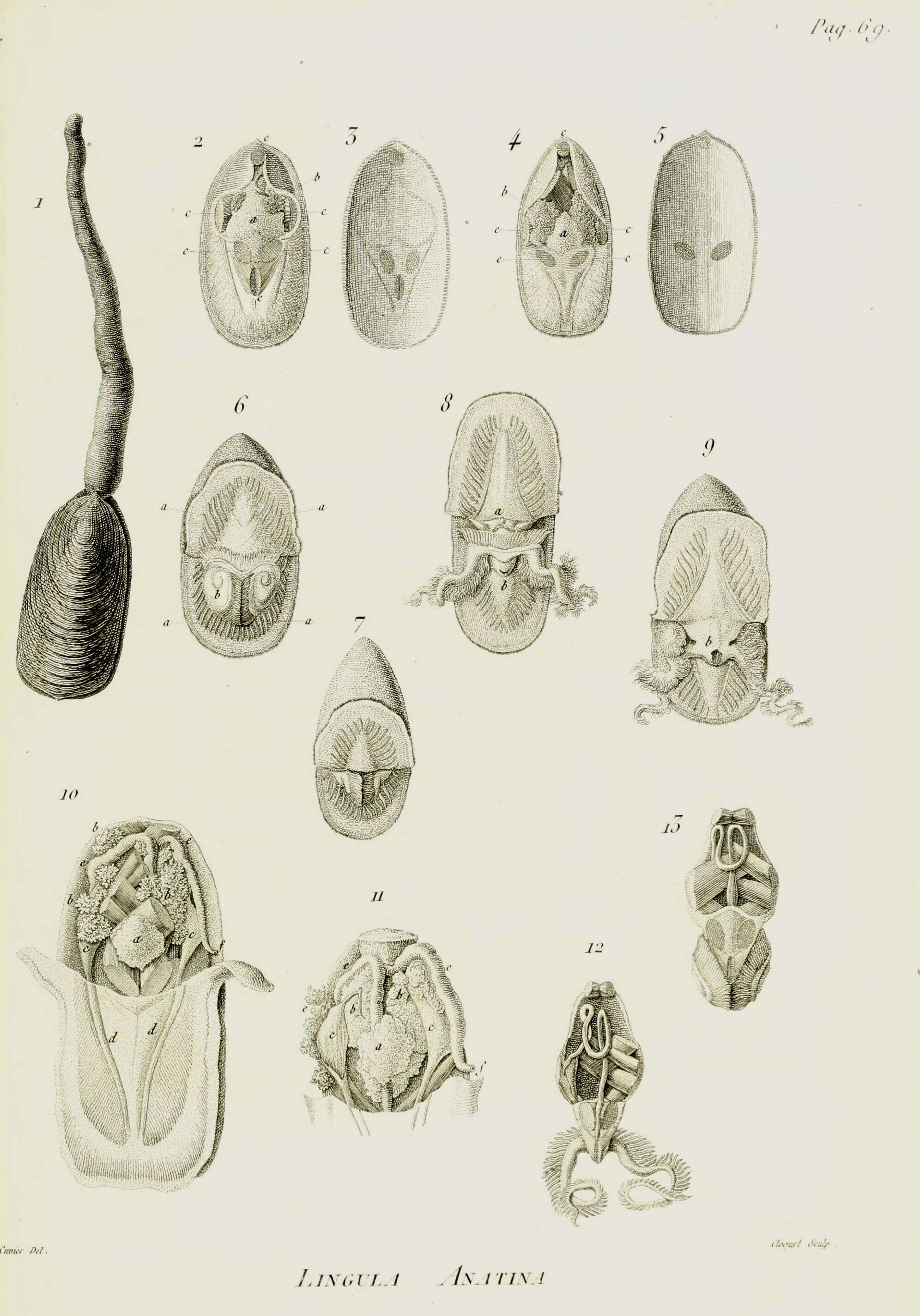Sivun Lingula anatina Lamarck 1801 kuva