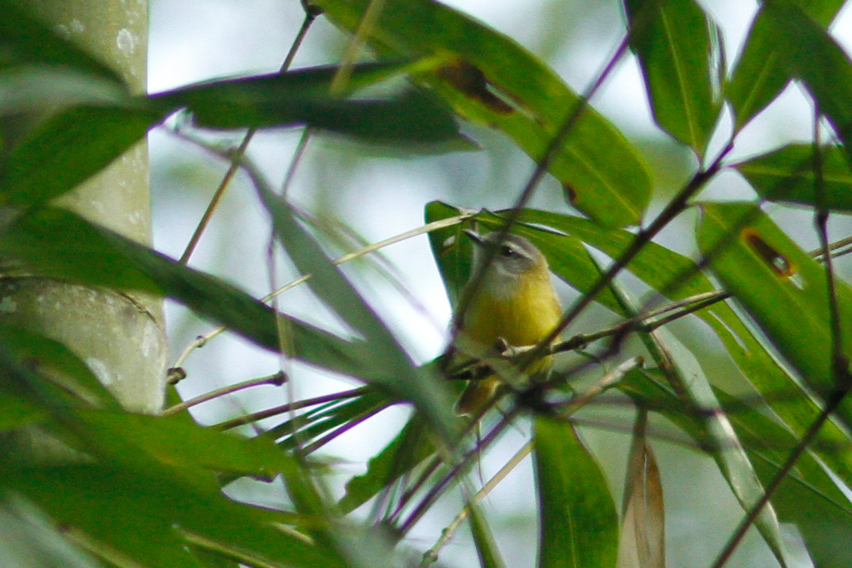 Image of Yellow-bellied Warbler