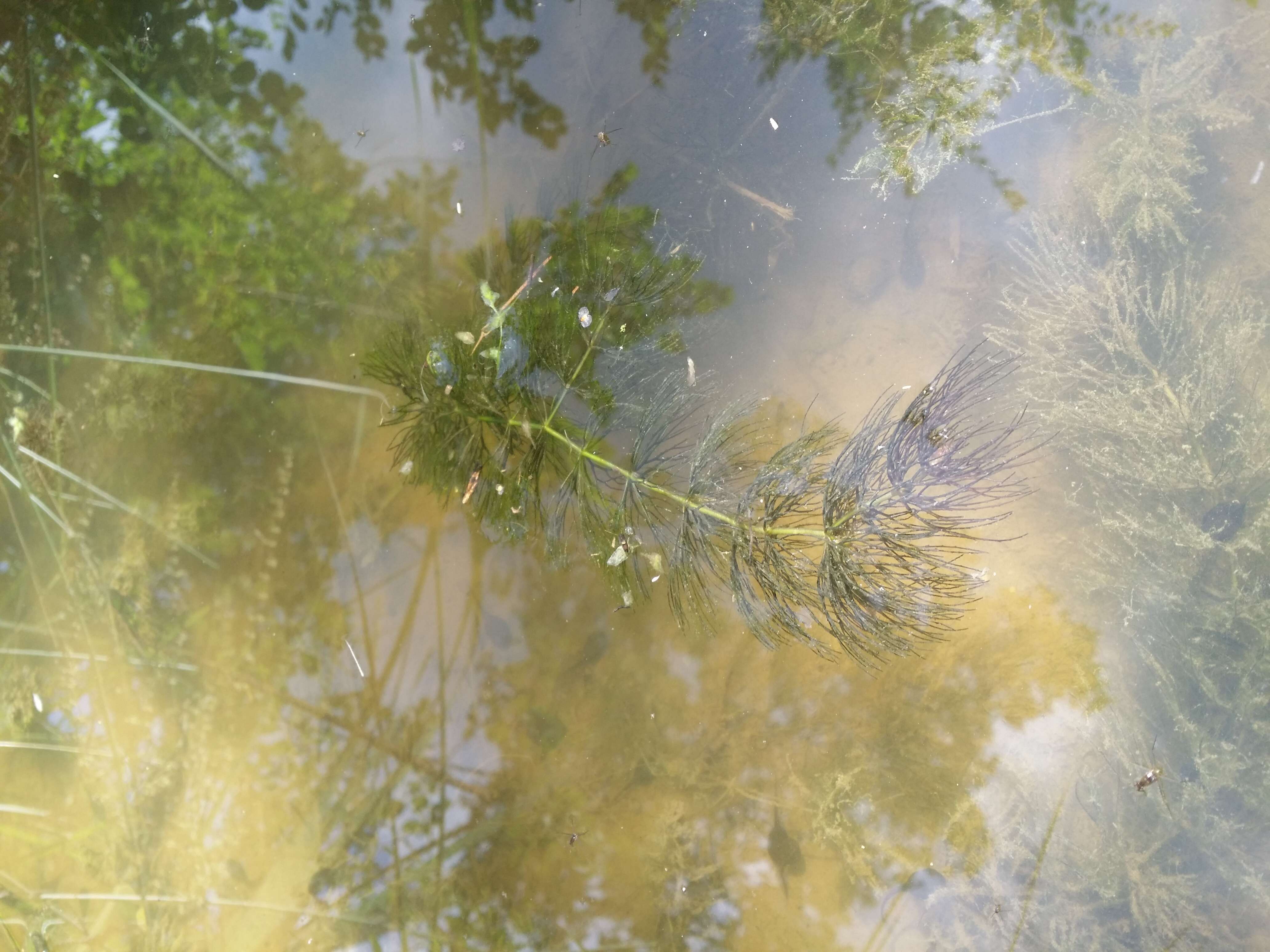 Image of Soft Hornwort