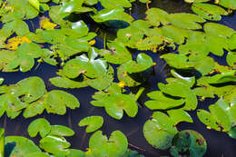 Image of pond-lily