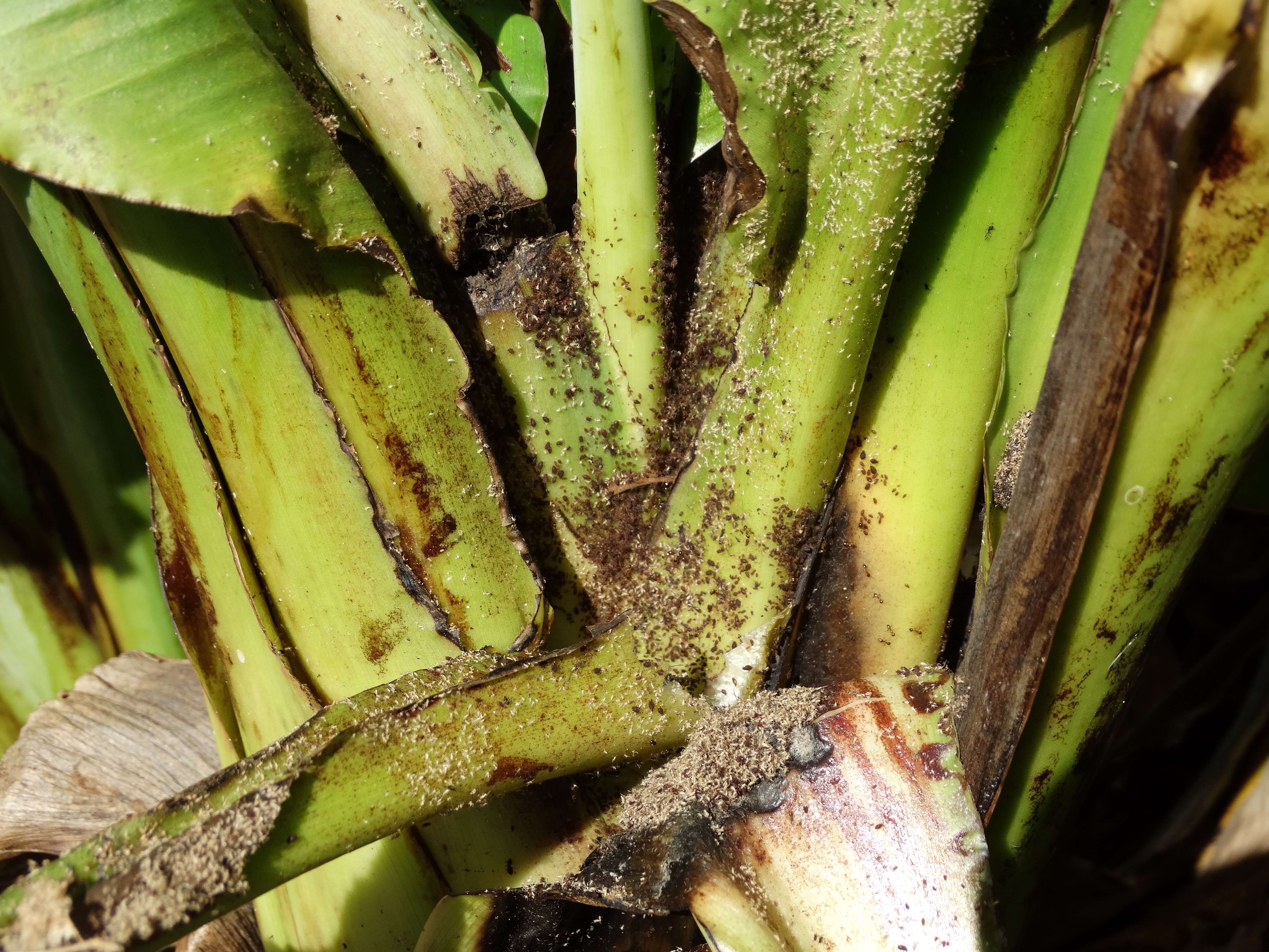 Image of Banana aphid