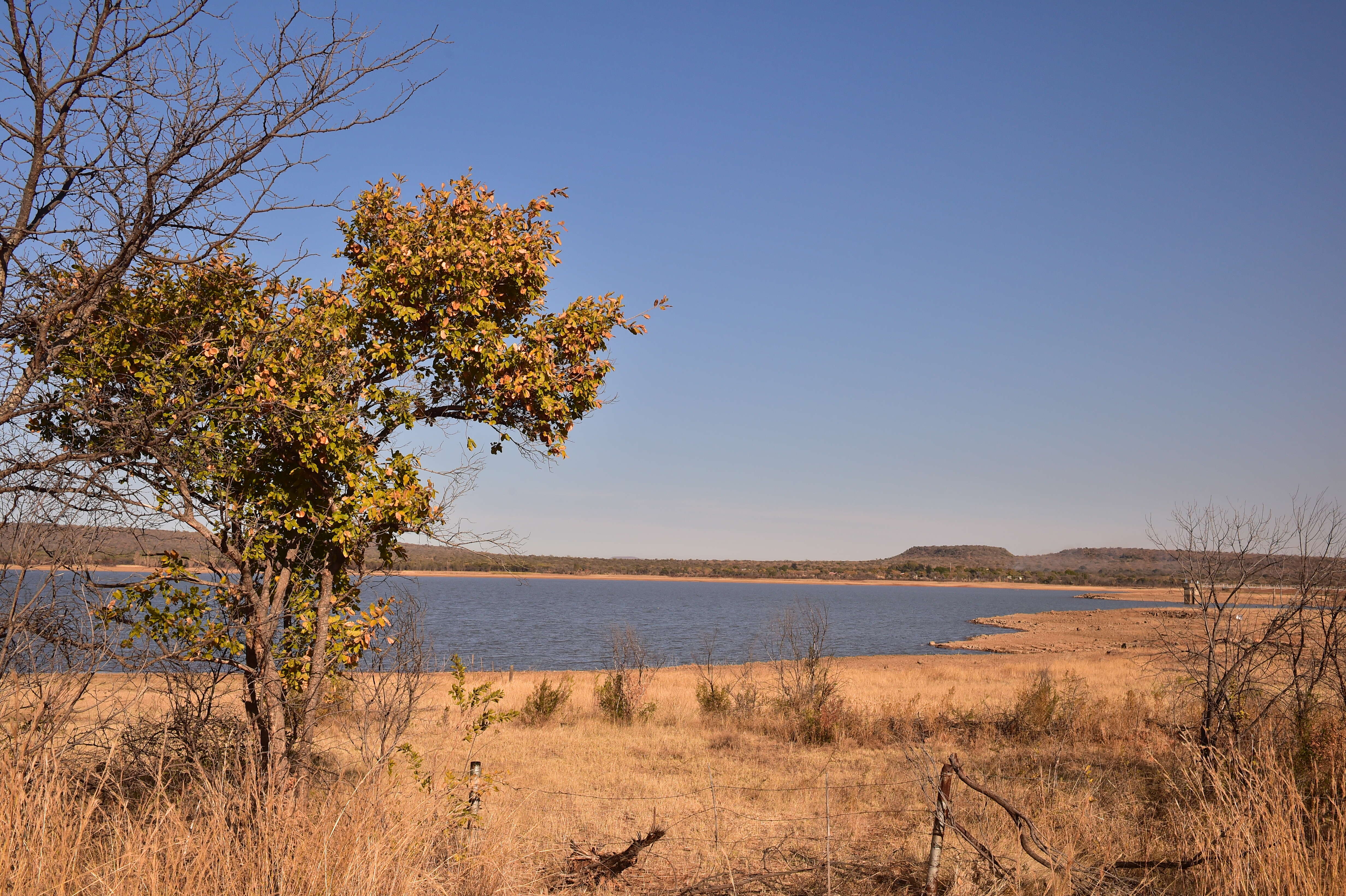 Imagem de Combretum zeyheri Sond.