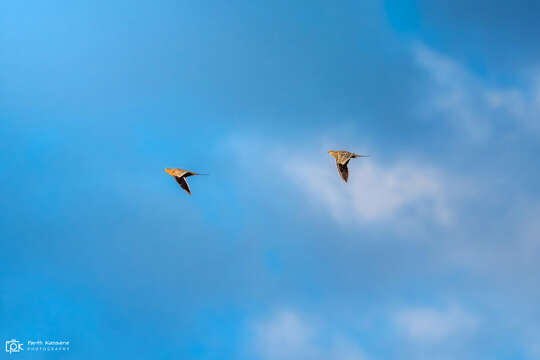 Image of Chestnut-bellied Sandgrouse