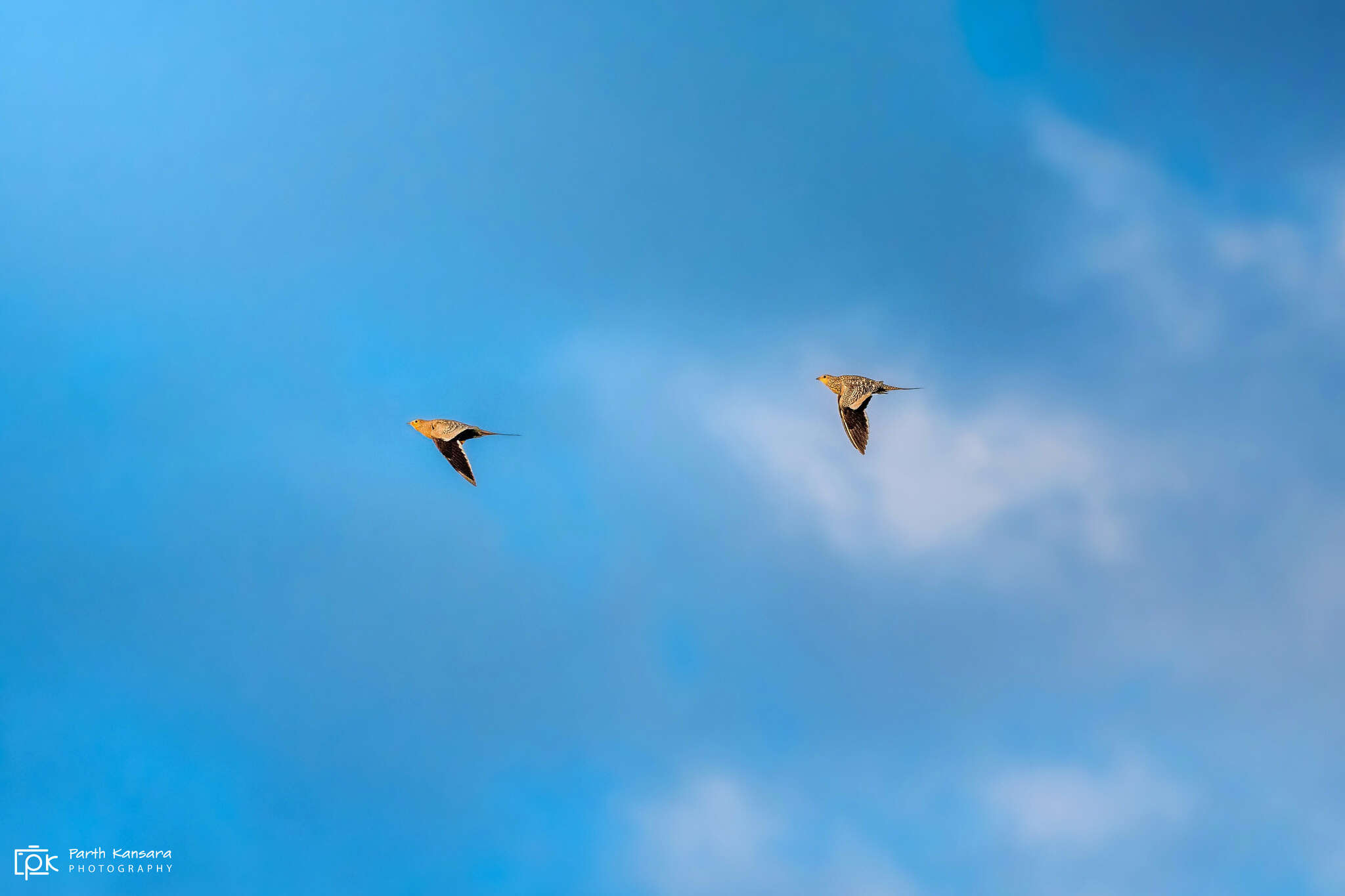 Image of Chestnut-bellied Sandgrouse