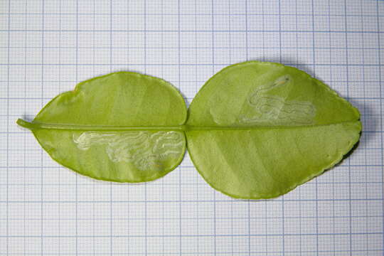 Image of Citrus leafminer