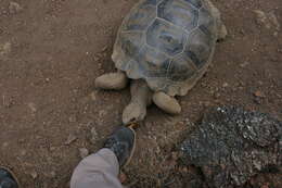 Image of Sierra Negra giant tortoise