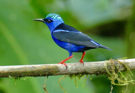 Image of Honeycreeper