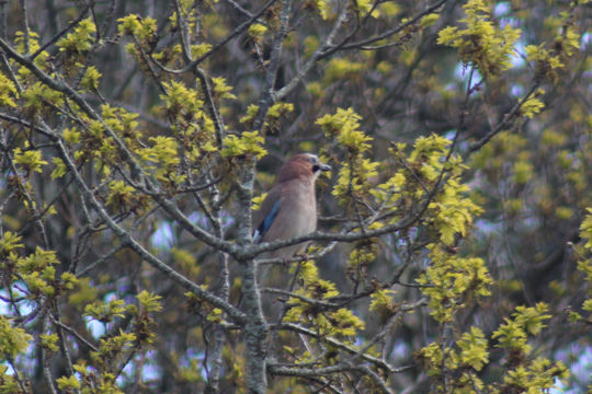 18.https www inaturalist org photos 3569930.580x360