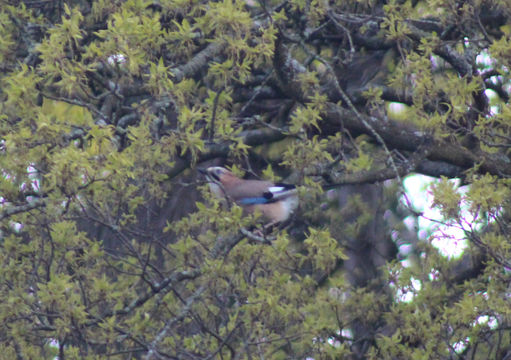 18.https www inaturalist org photos 3569931.580x360