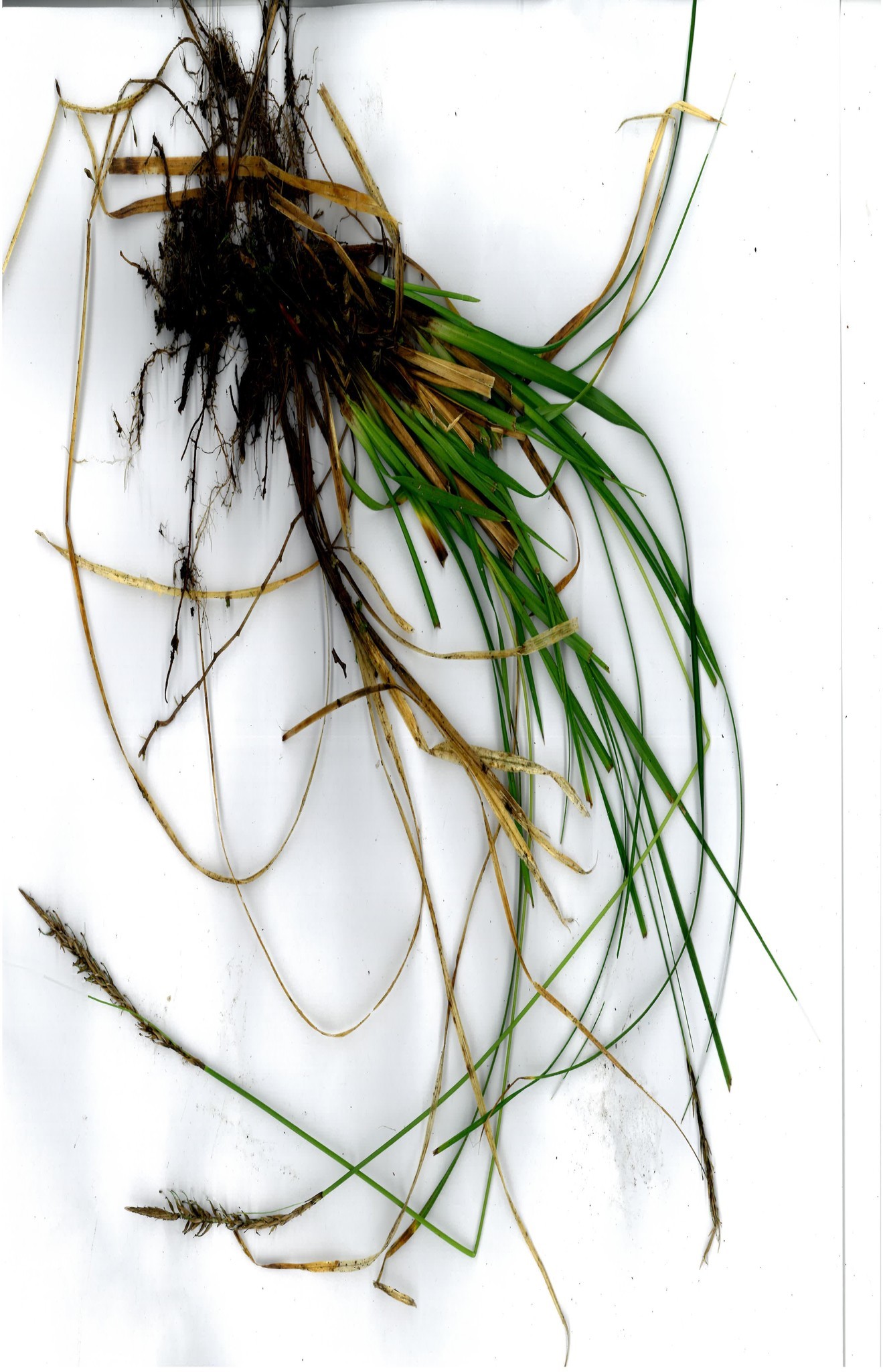 Image of Carex corynoidea K. A. Ford