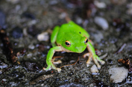 18.https www inaturalist org photos 35725.580x360
