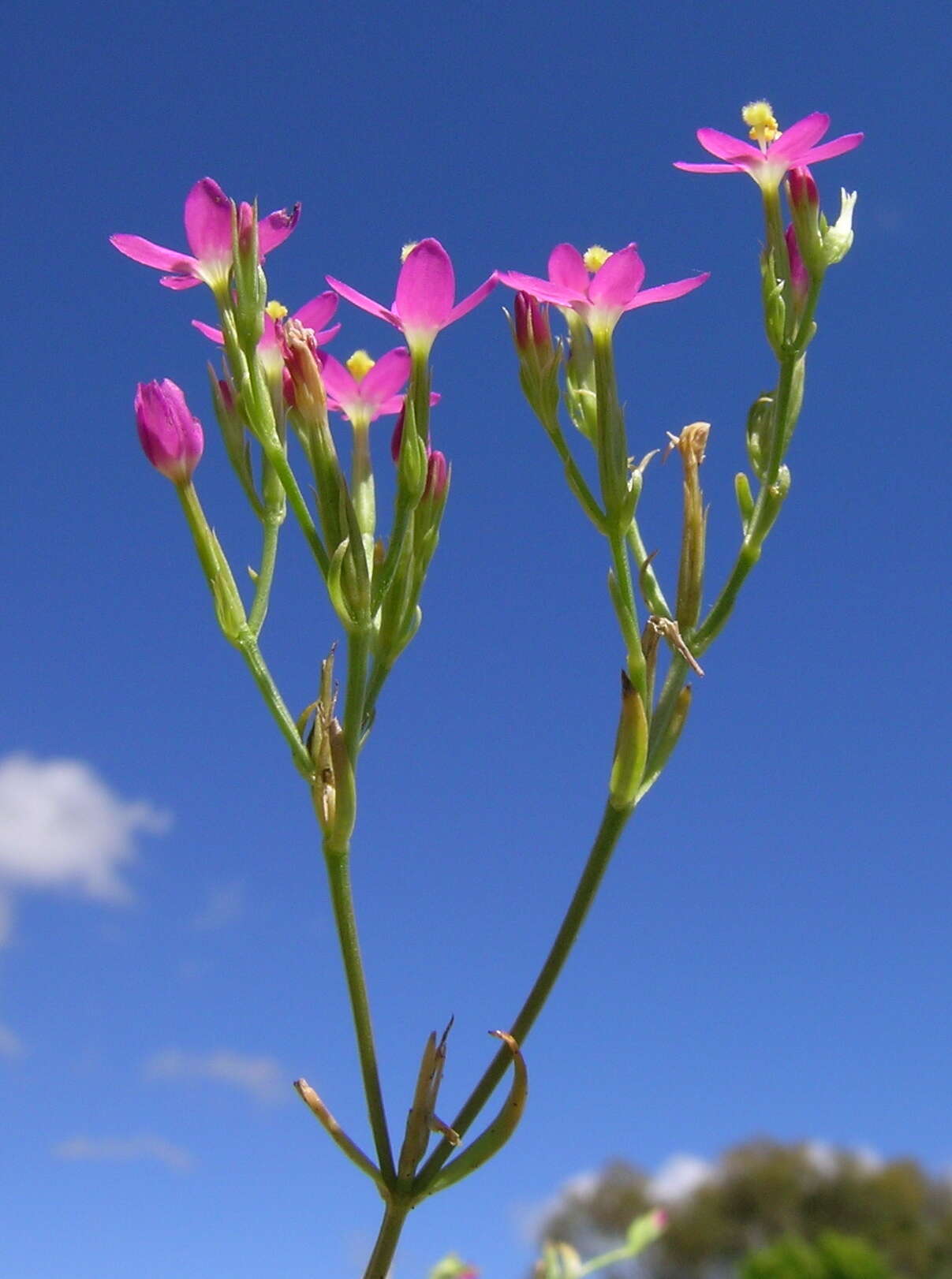 Image of slender centaury